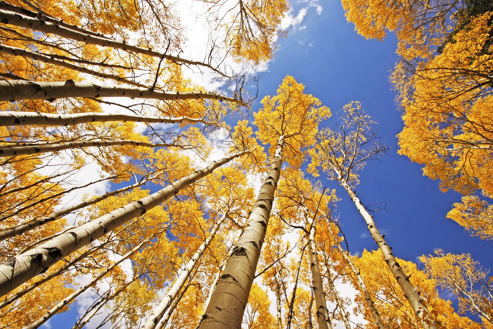 50 Golden QUAKING ASPEN TREE Populus Tremuloides White Bark Yellow Fall Seeds