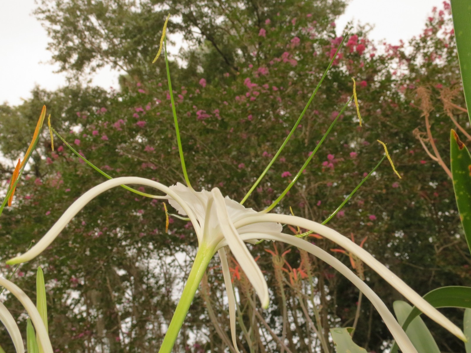 Hymenocallis, large, blooming-size bulb