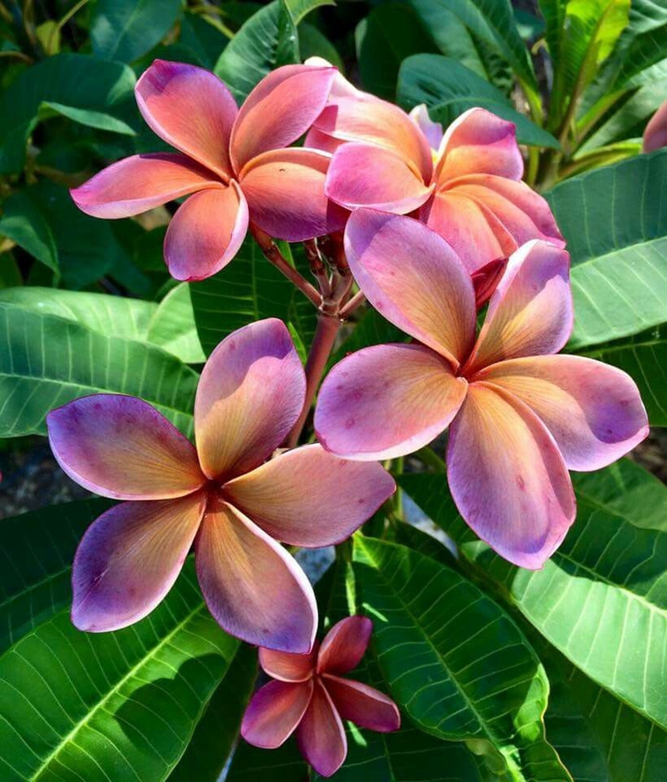 5 Purple Yellow Plumeria Seeds Perennial Flowers Flower Frangipani US SELL