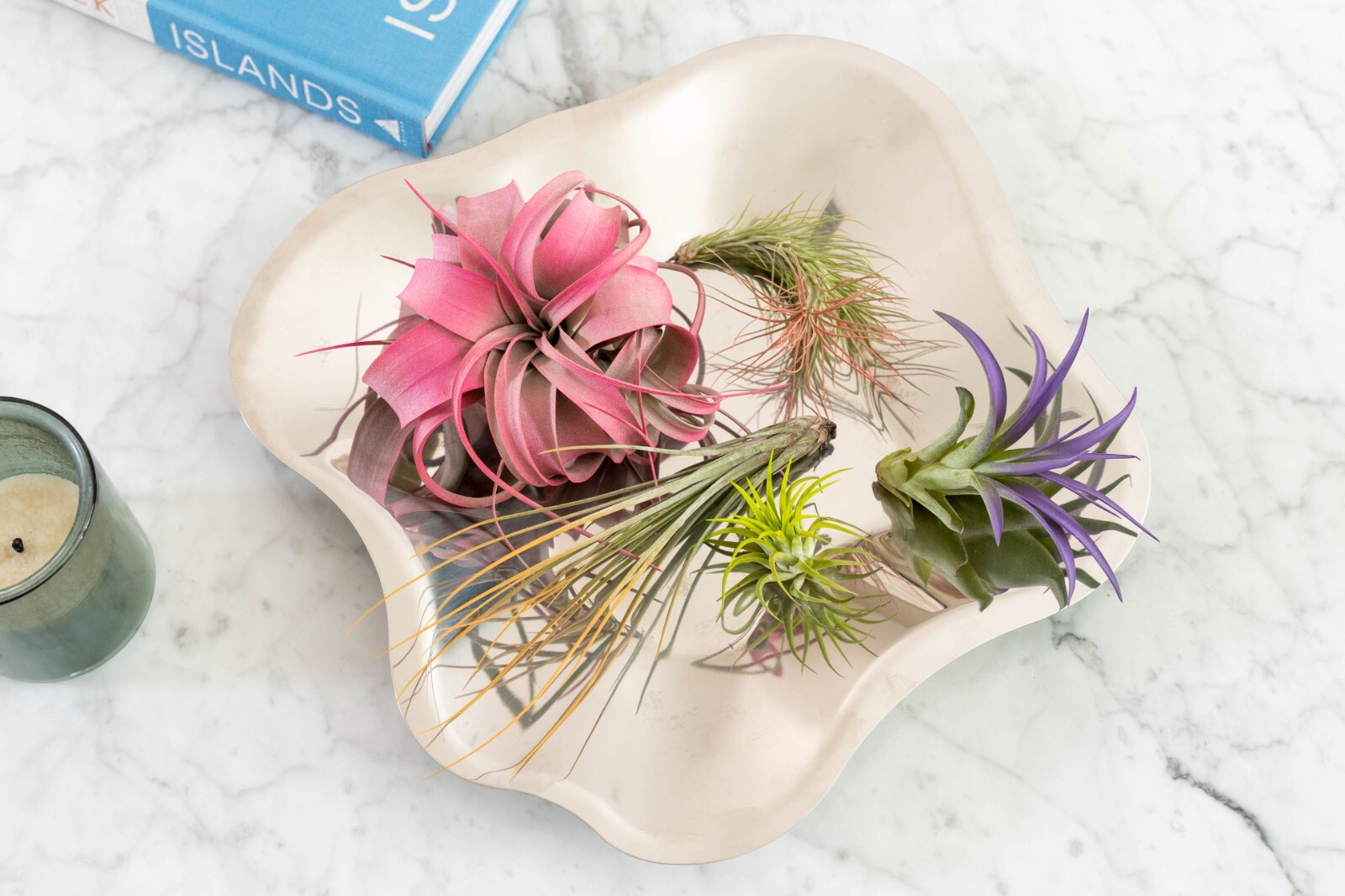 Raspberry Tillandsia Air Plants – Color Enhanced Easy Care Indoor/Outdoor Decor