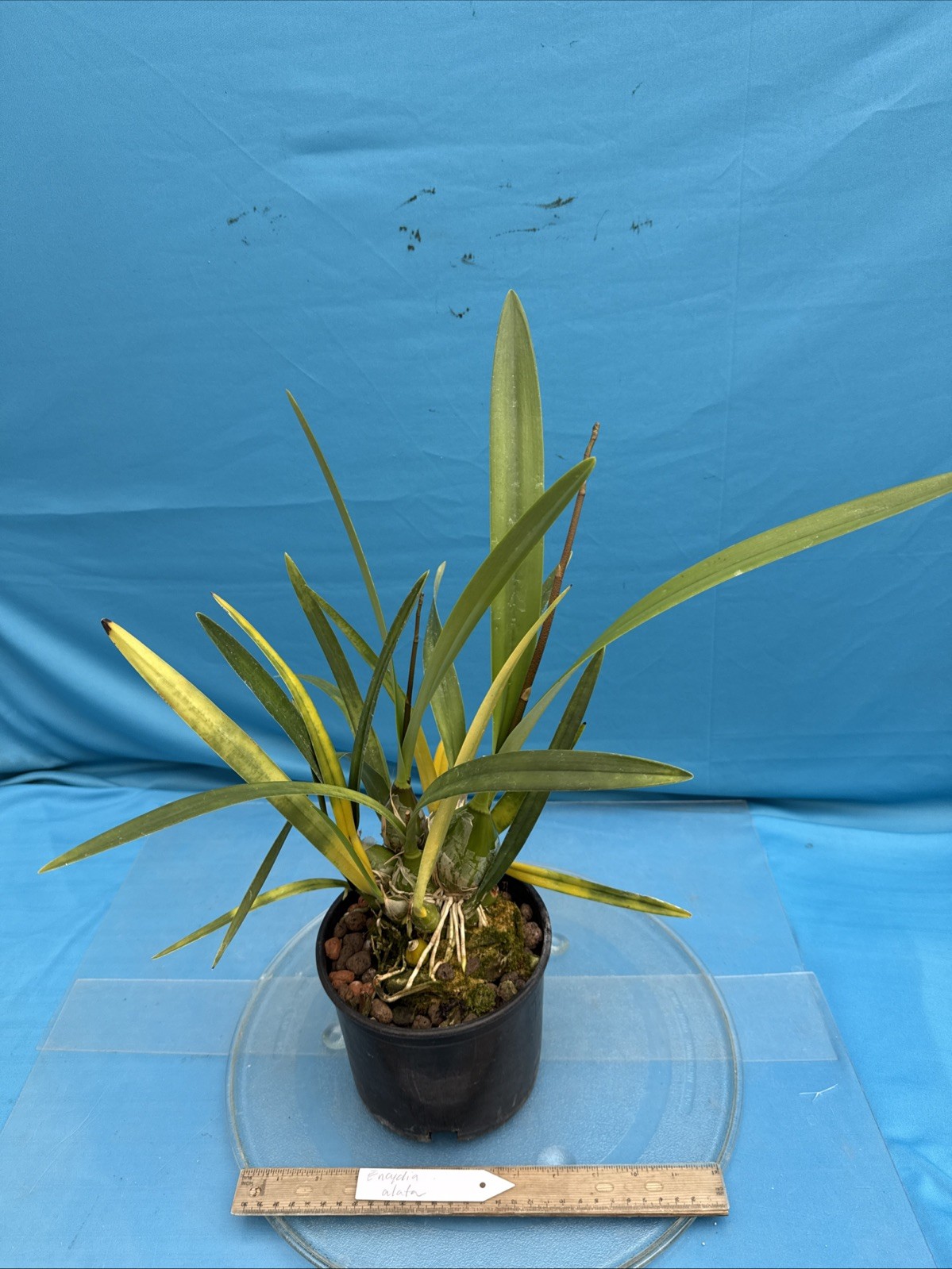 Encyclia alata Fragrant Brown Gold White Yellow Orchid Species 2 Spikes 6” Pot
