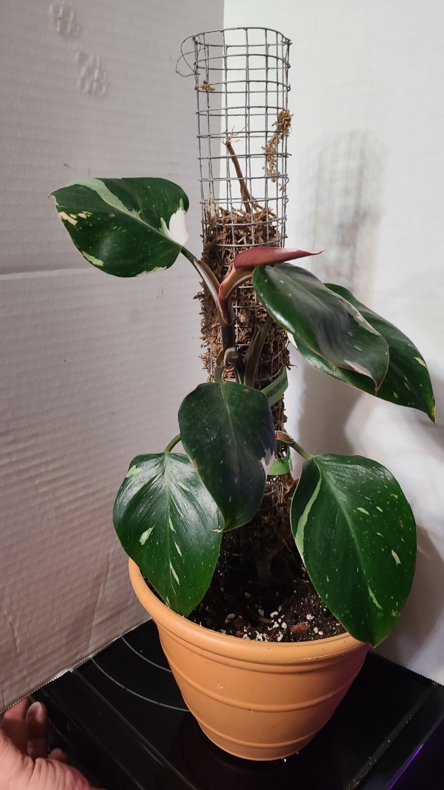 Rare Philodendron White Knight In 6in Pot With Moss Pole
