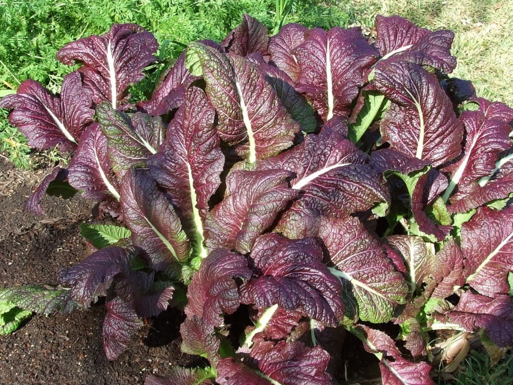 Japanese Giant Red Mustard Greens Seeds | Brassica Mizuna Tatsoi Kale Seeds 2024