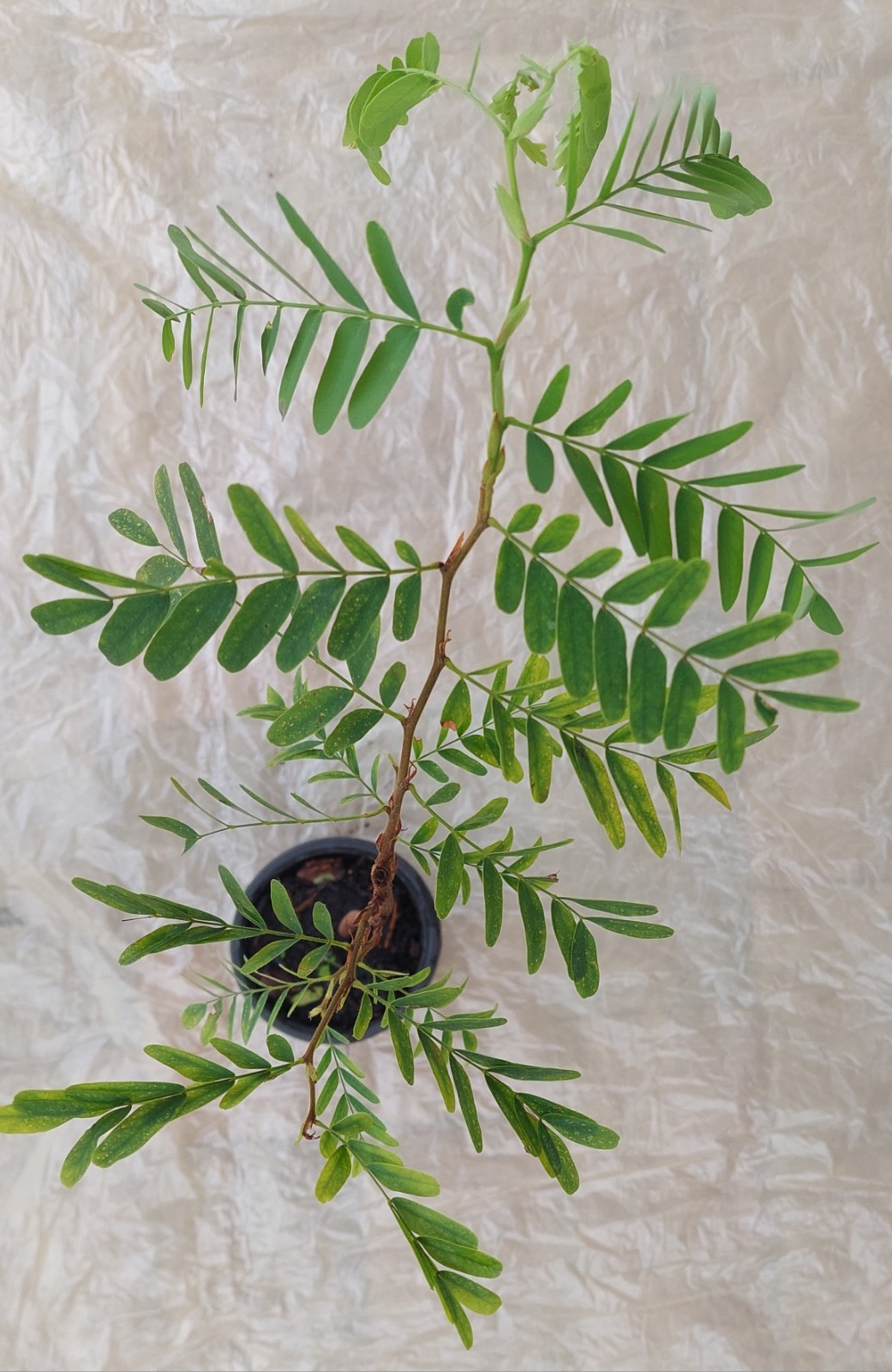 Tamarind (Tamarindus Indica) Live Fruit tree/Seedl in a Pot,About 12 Inches tall