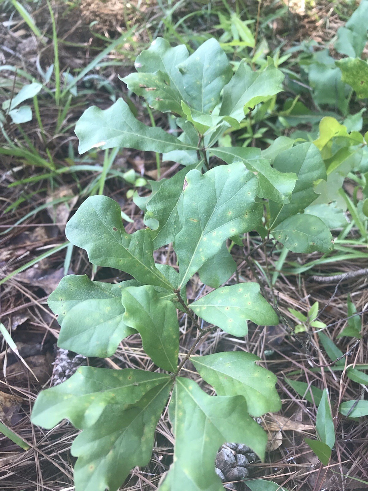 8 Live White Oak Shade Trees Plants Seedlings Sapling Acorn 6 to 10 inches