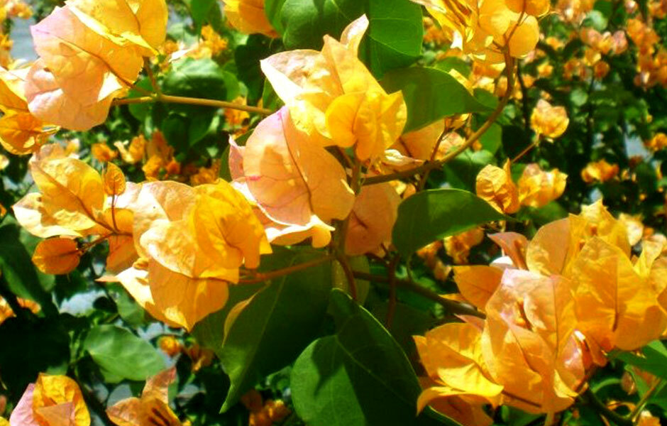 Well Rooted **CALIFORNIA GOLD** Live Bougainvillea starter/plug plant*