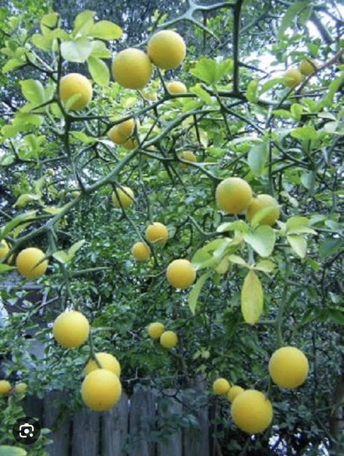 Poncirus Trifoliate Orange 3-4” seedlings plant 1 for $6 + 1 free(gift)