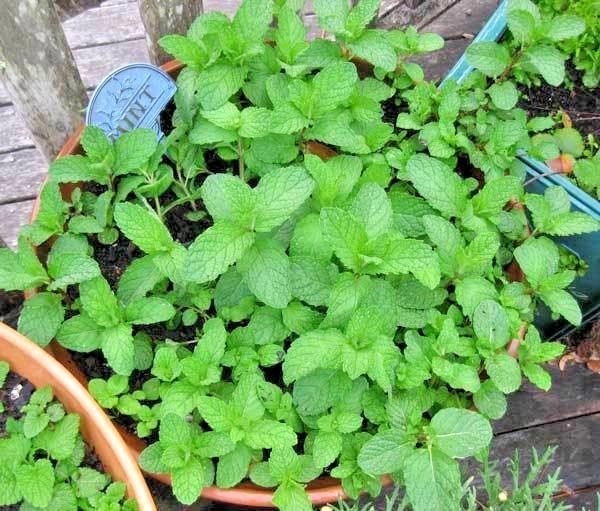 300+SPEARMINT Seeds Organic Herb Mint Tea Patio Container Vegetable Garden Easy