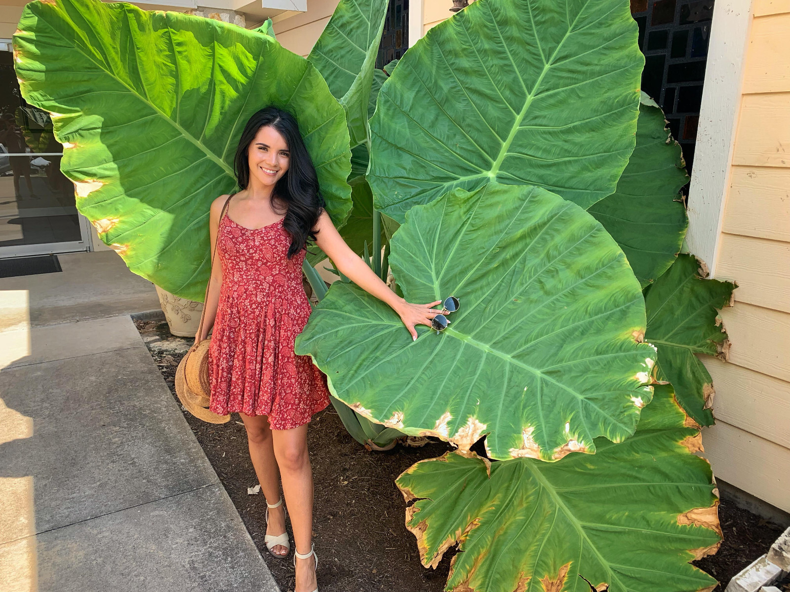 2-Pack Giant Elephant Ear Colocasia Bulbs – Tropical Plant for Lush Garden Grow