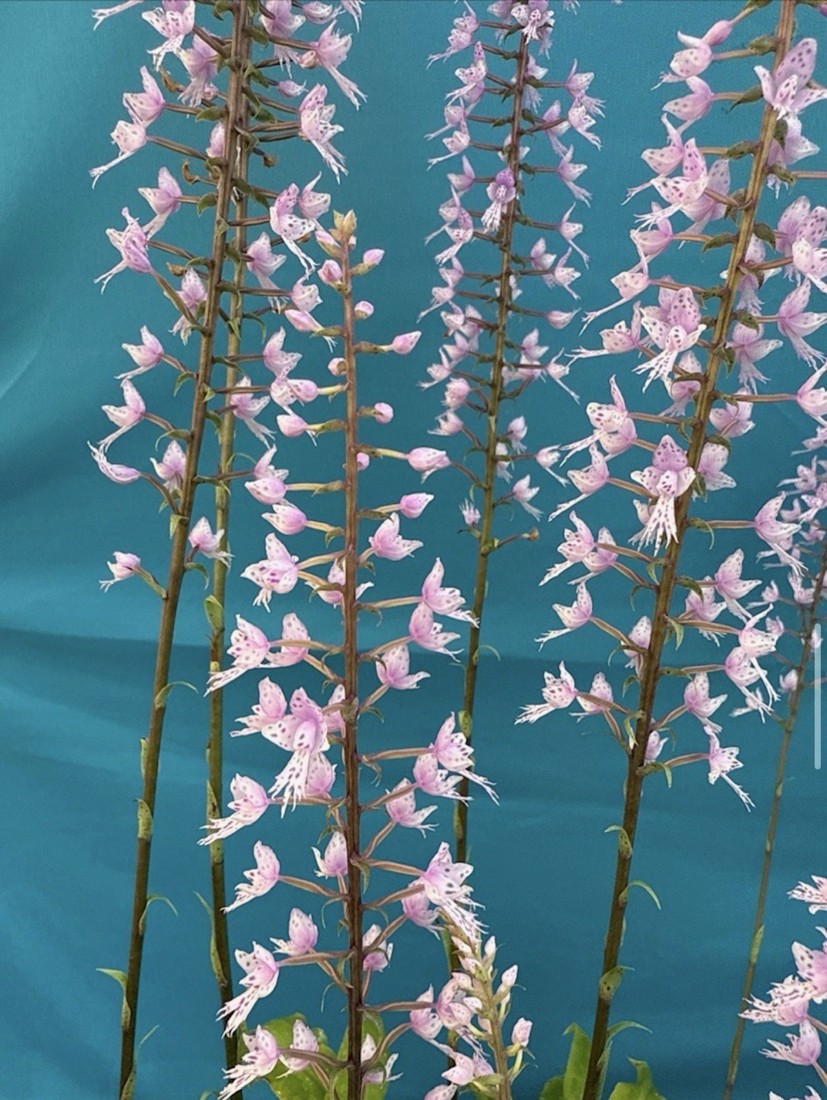 Stenoglottis longifolia NBS Pink Purple Orchid Species 2″ RePot NEW GROWTHS
