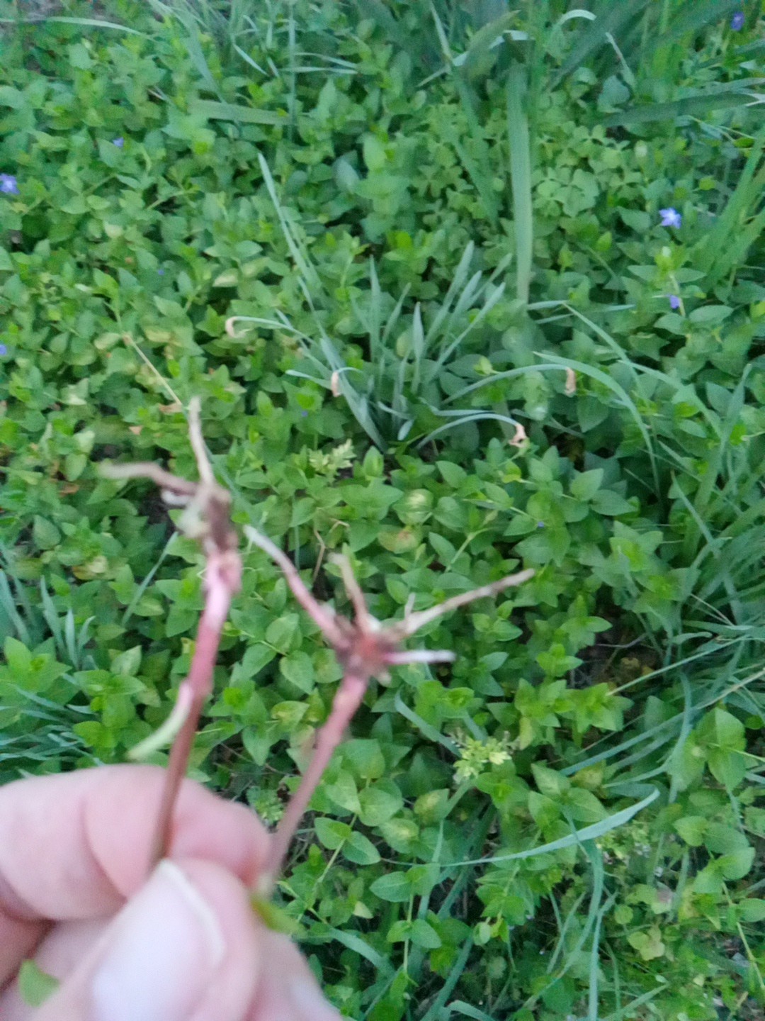 20 Vining Periwinkle ( Vinca major)– Live Bare Root Plants Ready To Plant