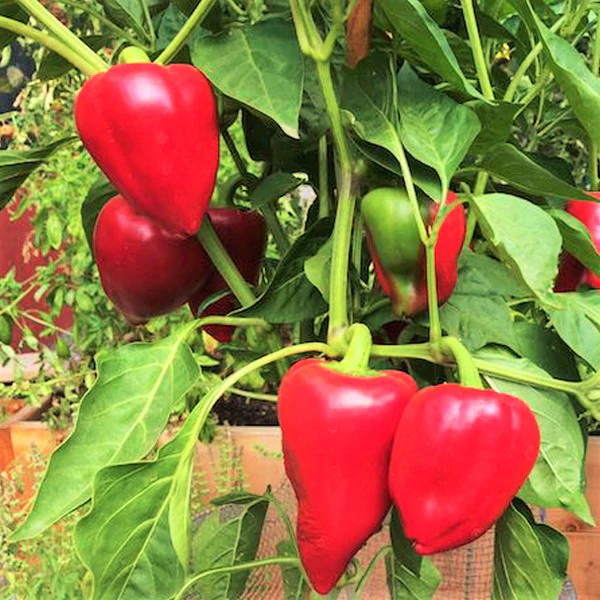 Pimento Pepper Seeds | Pimiento Red Cherry Mild Bell Sweet Vegetable Seed 2024