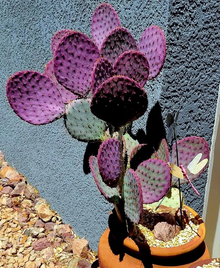 10 Purple Cactus (Opuntia santarita) Prickly Pear Fruit Rare, Fast, Hardy-Zone 7