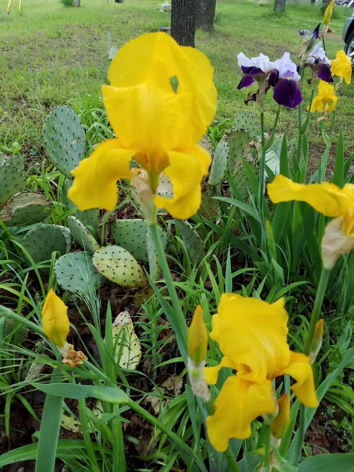 5x MIXED VARIETIES/COLORS BEARDED IRIS BULBS RHIZOMES