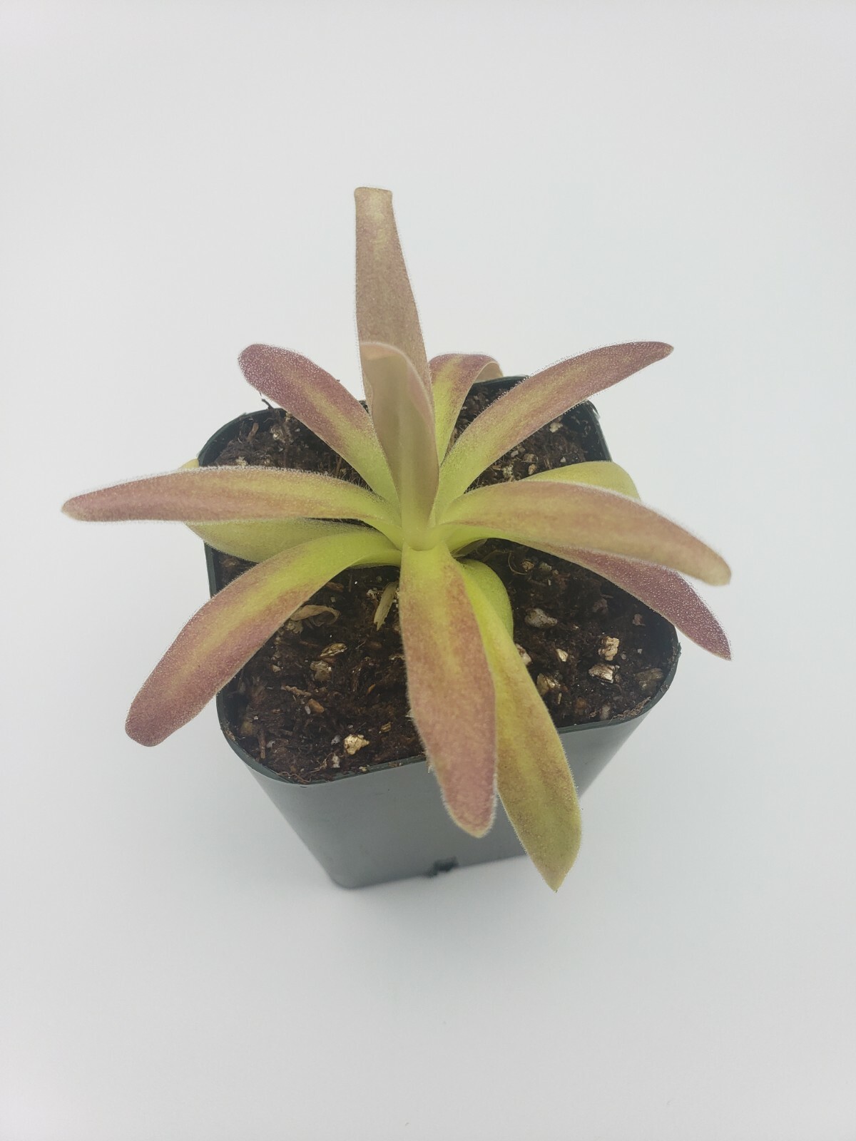 Pinguicula agnata El Lobo x moctezumae- Carnivorous Plant – Butterworts