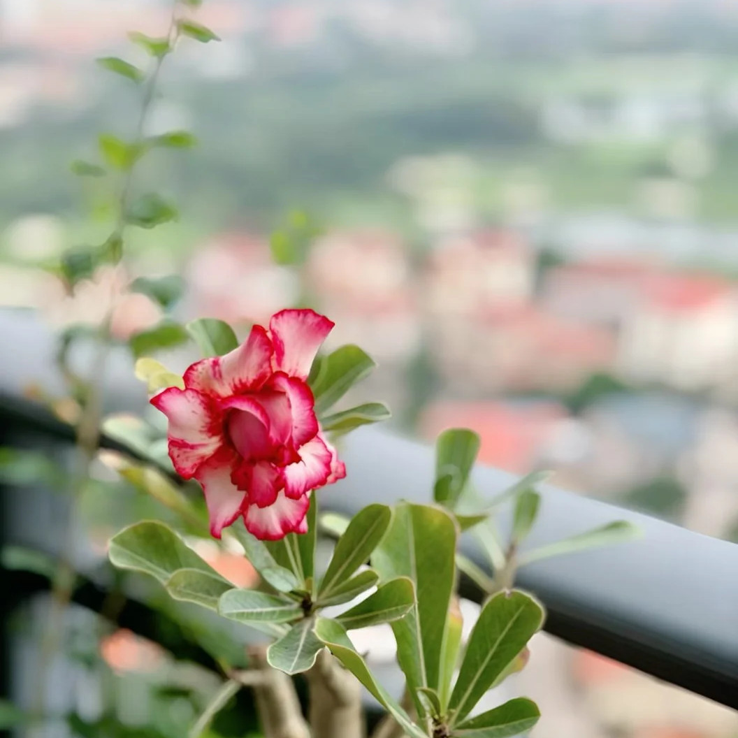 Live Bare Root Desert Rose, Easy Care Indoor Outdoor Home Garden Decor