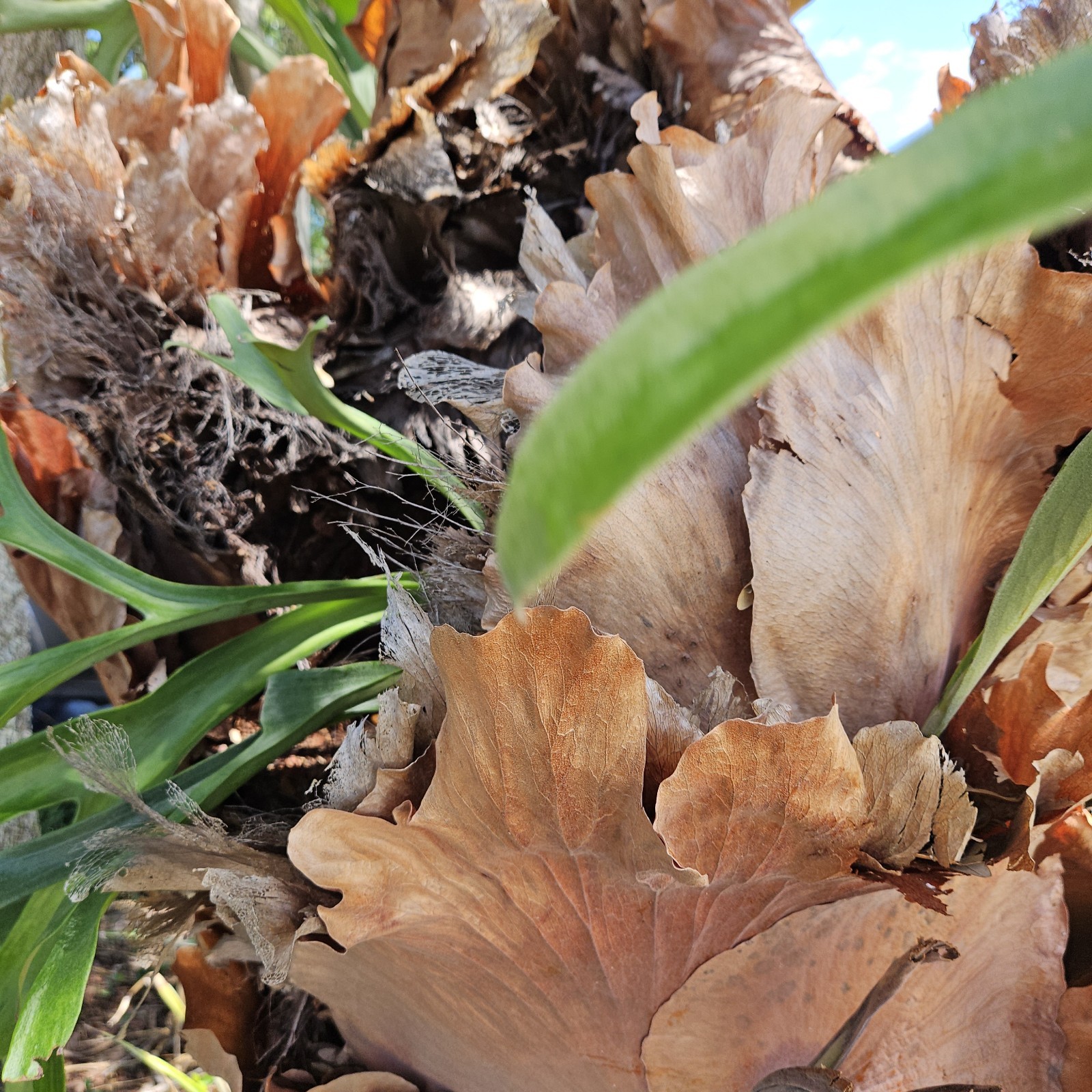 STAGHORN FERN, LARGE PLANT. OVER 20 YEARS OLD, LOCAL PICKUP ONLY.