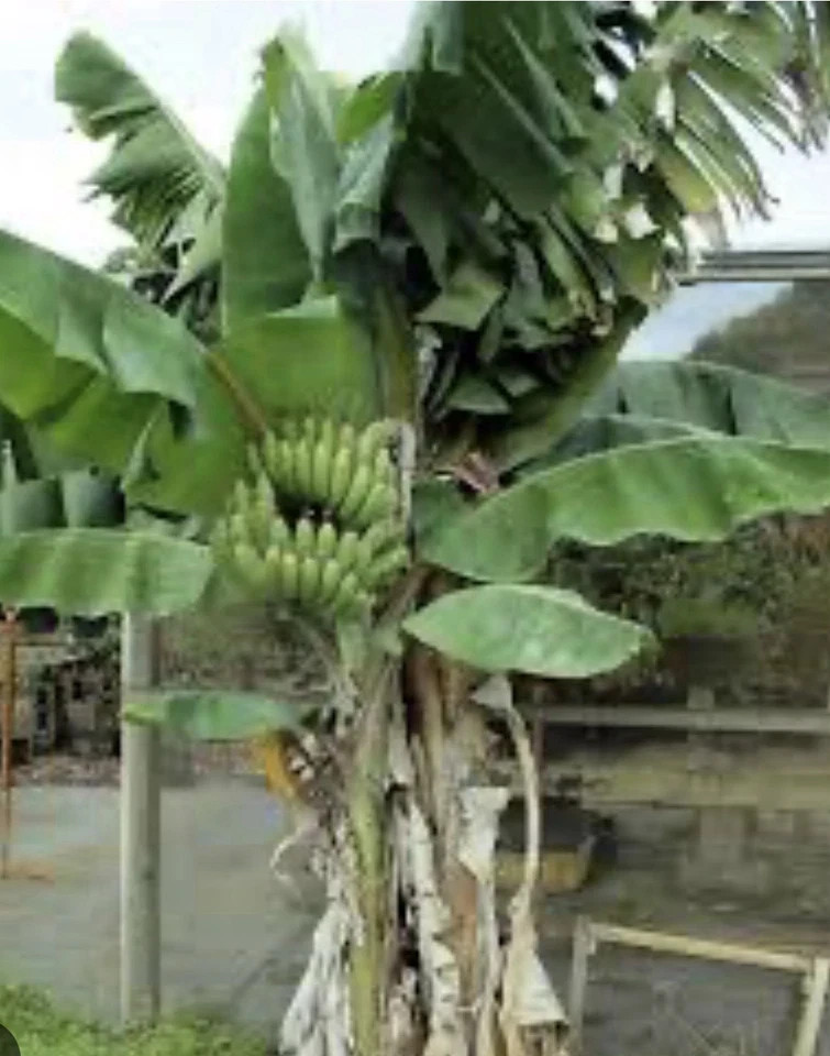 Dwarf Nam Wah Musa Banana Plant–SMALL ROOTED STARTER PLANT
