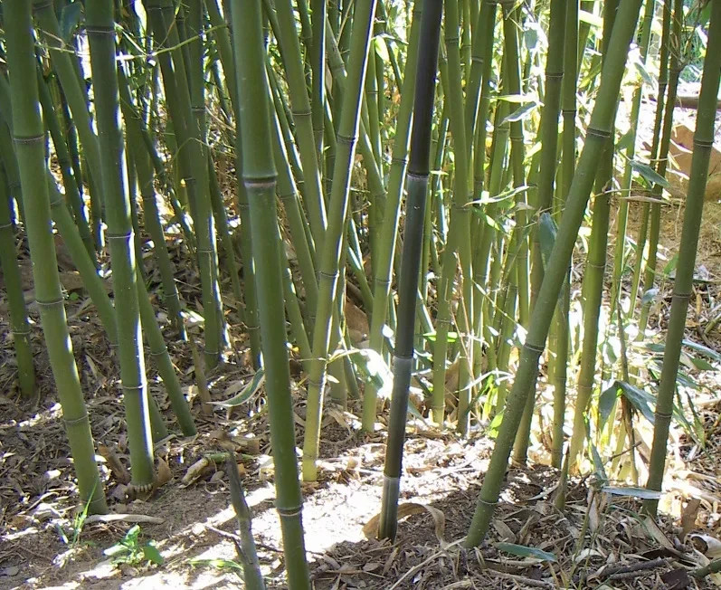 100 Bissetii Bamboo Seeds | Privacy Climbing Garden Seeds | Fast Growing Screen