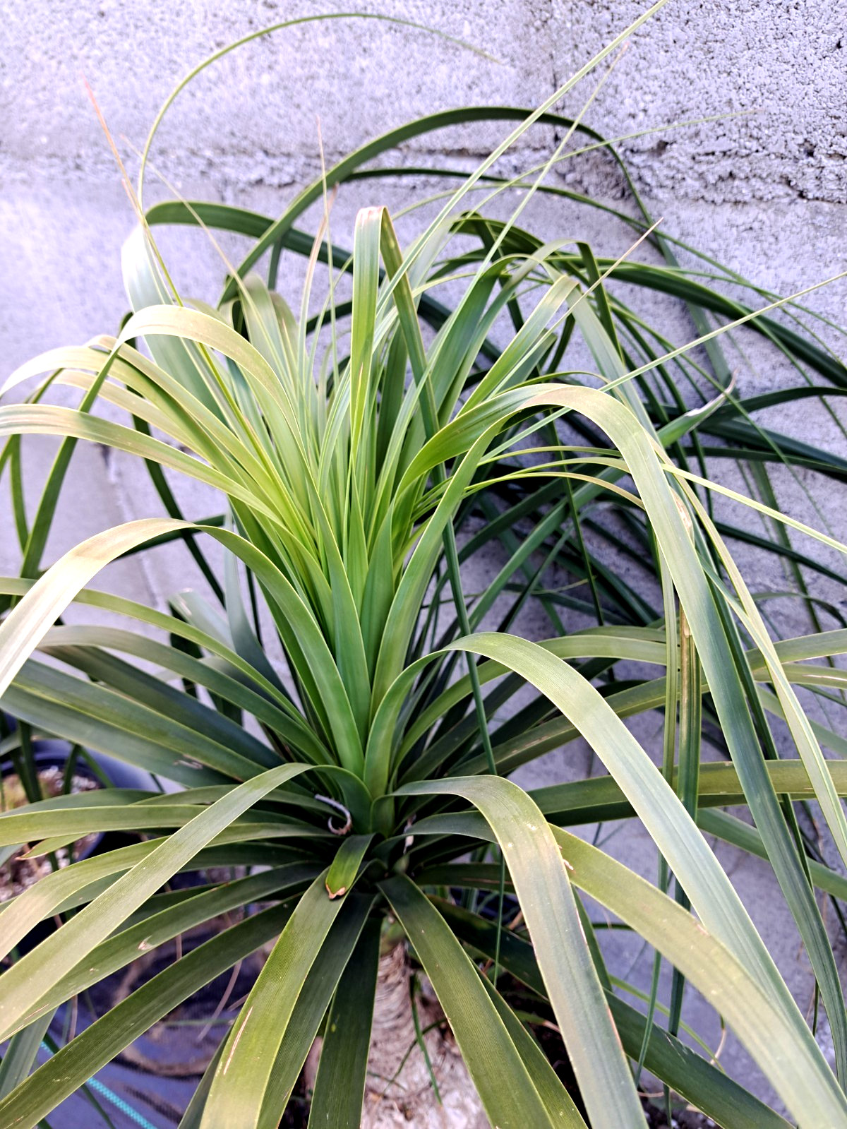 Beaucarnea Recurvata Ponytail Palm Tree Plant 22×25 Caudiciform XXXL #2