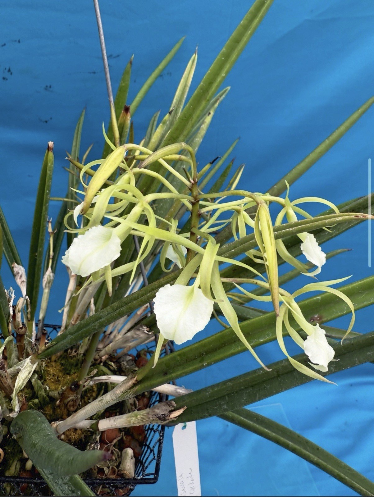 Brassavola cordata Green White Bloom Size Orchid Species 9” Pot + Hanger