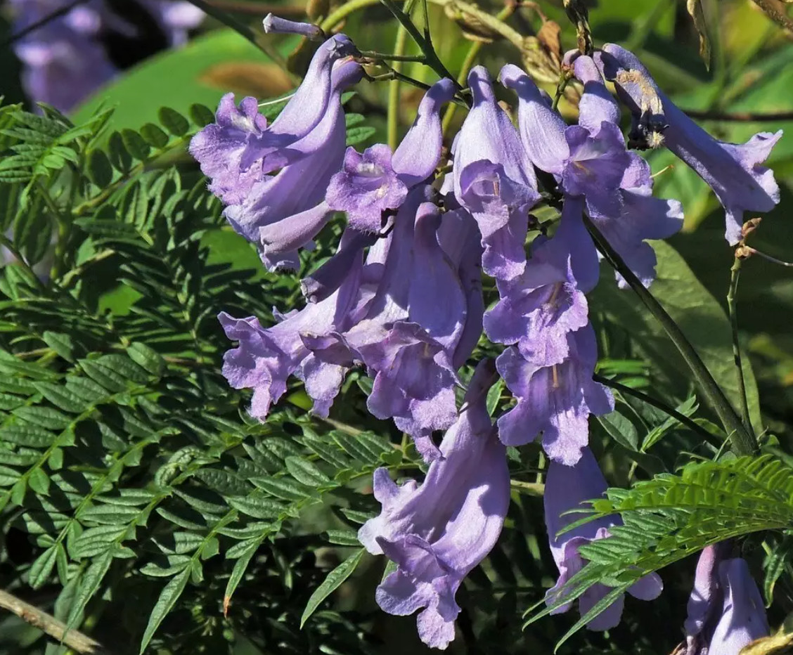 Blue Jacaranda Tree – Large plug! Jacaranda mimosifolia – Live Plant 12″ Tall