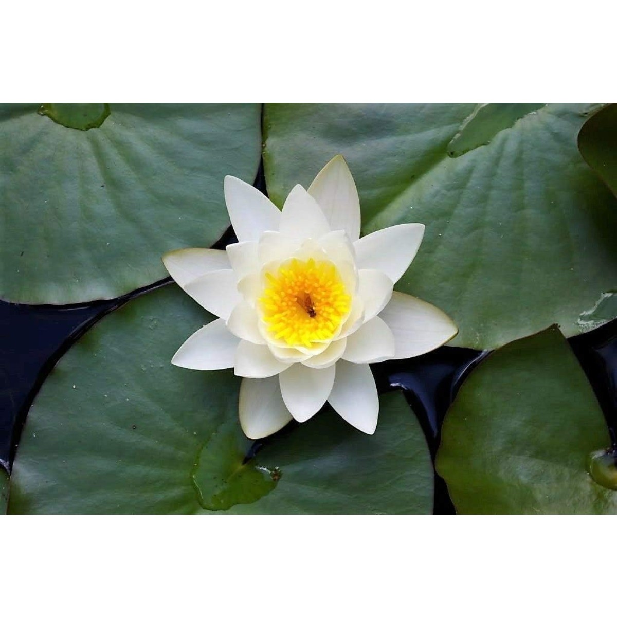 10 White Lotus Seeds Nelumbo Nucifera Easy-to-Grow for Ponds Tubs&Aquatic Garden