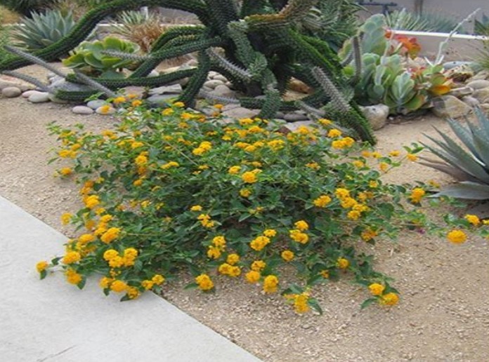 New Gold Lantana BUY 2 GET 1 FREE