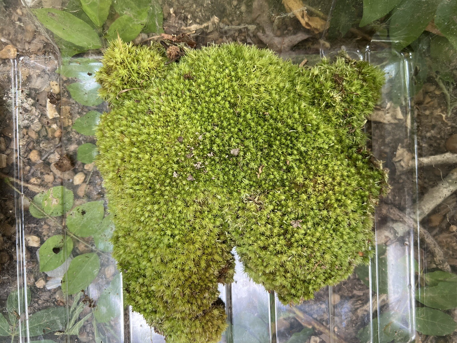 Live Fresh Moss- One Gallon Bag-Uses Bonsai, Terrarium, Vivarium, Fairy Garden