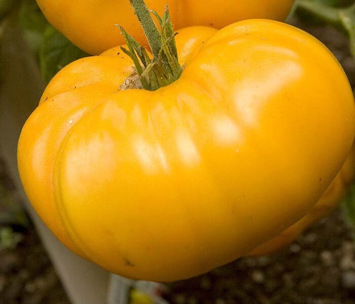 45 ORGANIC Non-GMO Brandywine Yellow Tomato Seeds- Seeds Of Tomorrow