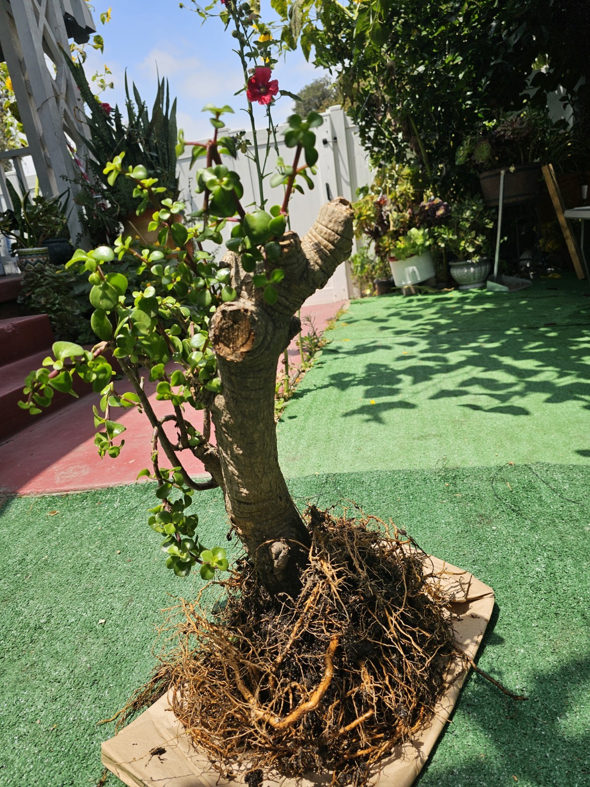 35 Years Old,Portulacaria Afra,Super Mature,shipping Bare Roots.