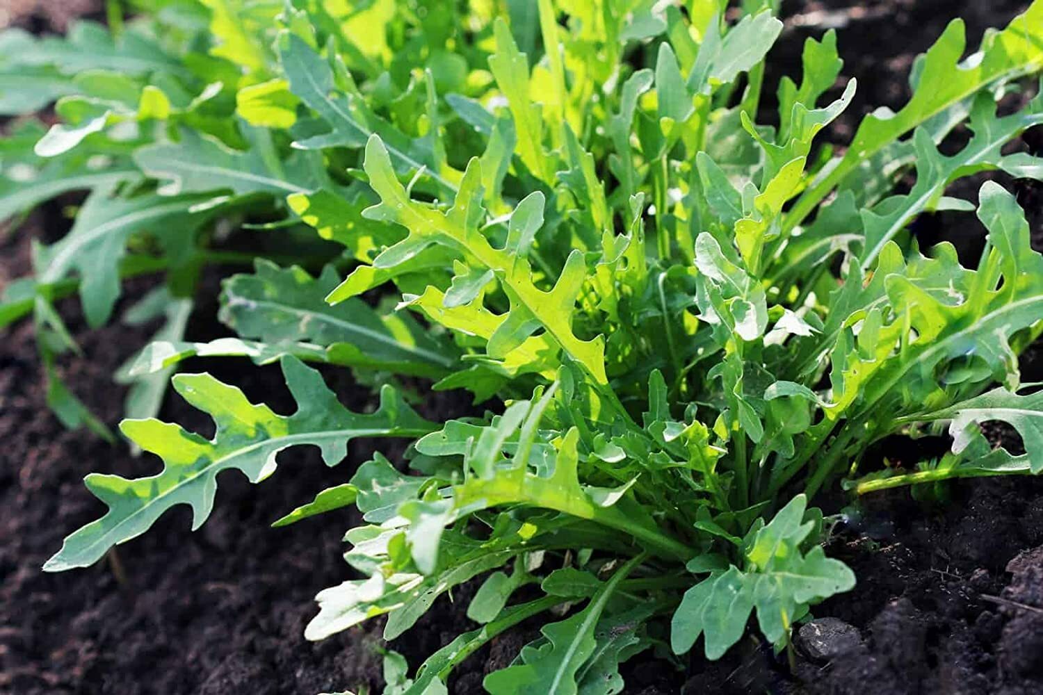 4 oz Arugula- NON GMO microgreen seeds for Sprouting Sprouts