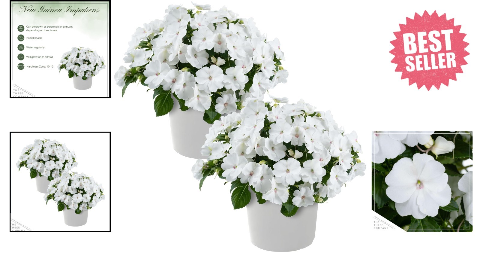 Gorgeous Live New Guinea Impatiens – 2 White Flowering Plants for Outdoor Charm