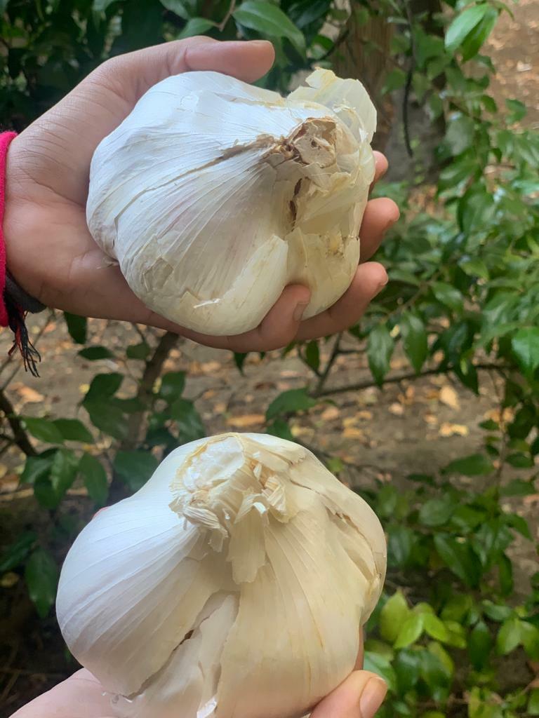 Elephant Garlic 2 huge bulbs fresh for planting eating and cooking, California
