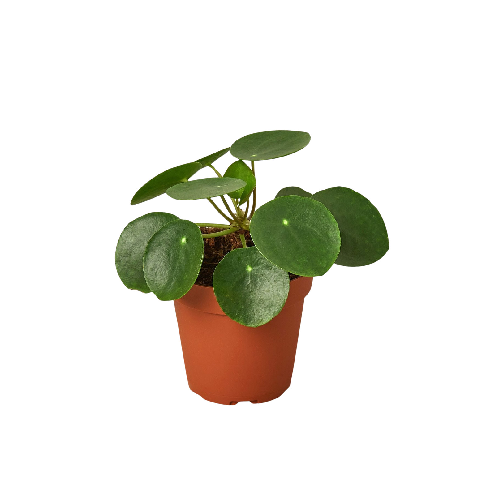 Pilea Peperomioides Chinese Money Plant • Pancake Plant • 4″ or 6″ Pot