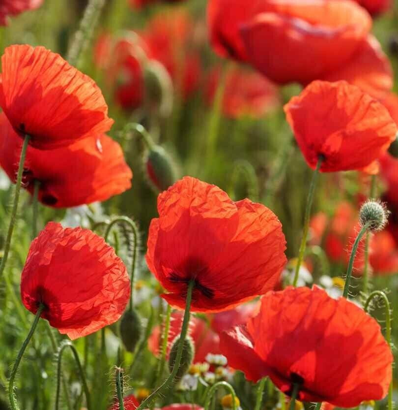 RED CORN POPPY SEEDS 2000+ ANNUAL flower GARDEN flanders field FREE SHIPPING