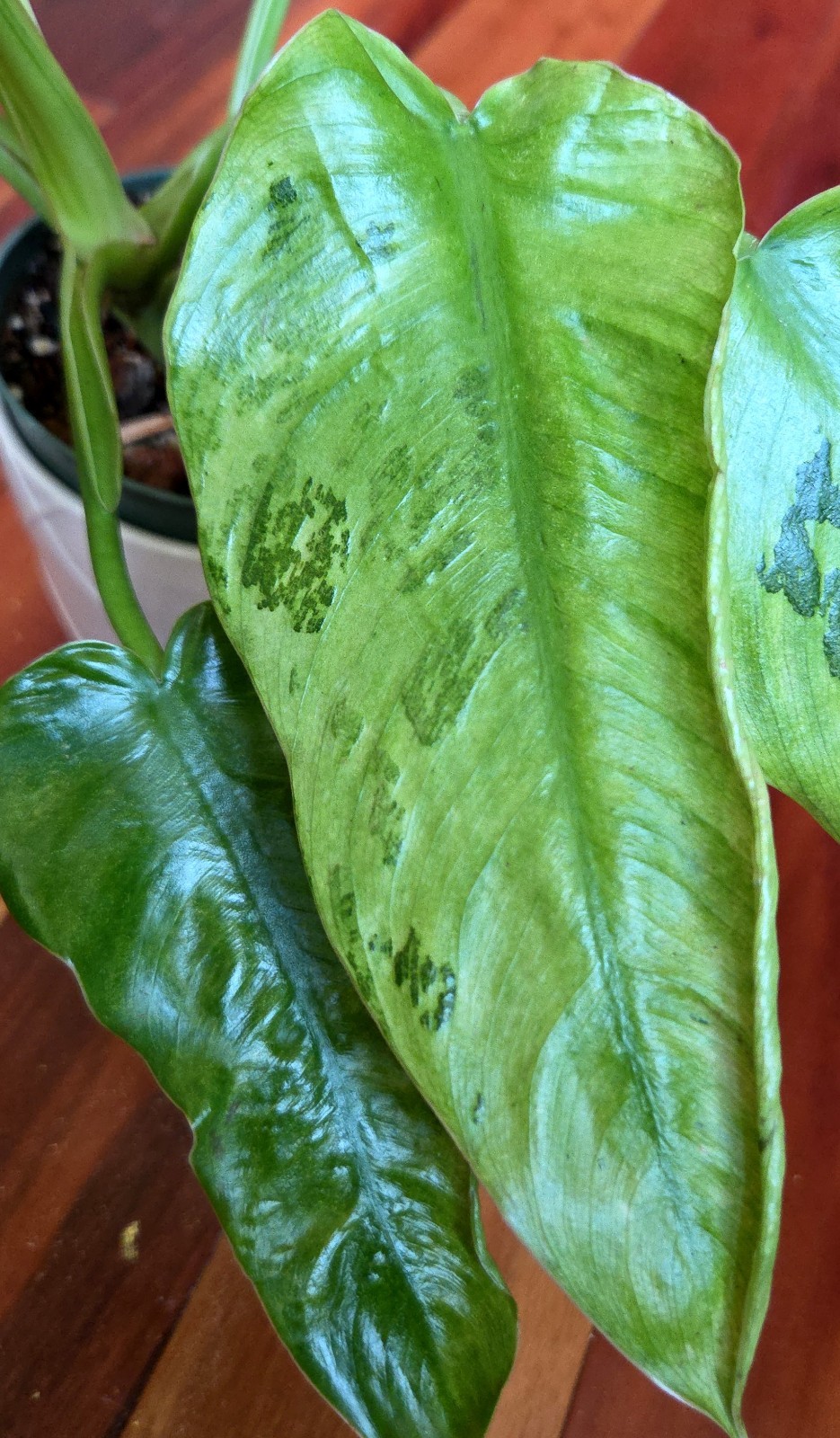 Rare Philodendron Mutant Jose Buono 27″ Wide Not Monstera Anthurium Syngonium
