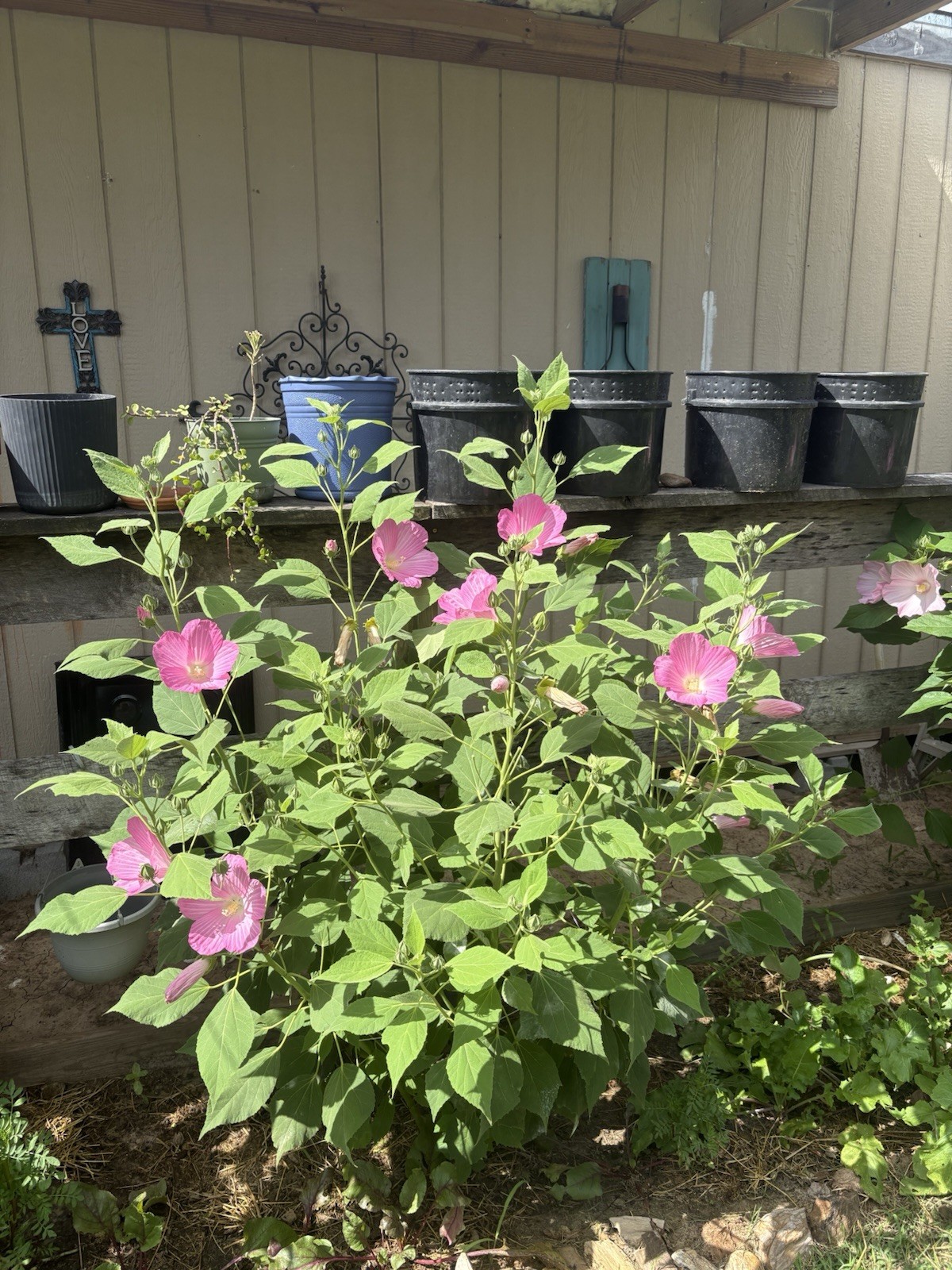 100+ Mixed Pink & White Hibiscus Moscheutos Rose Mallow seeds Free US shipping!