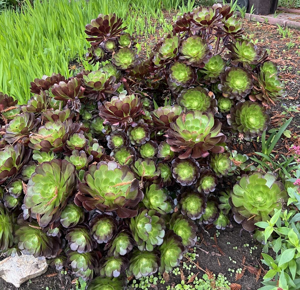6 Cutting Rare Aeonium 3 to 5” Zwartkopf, Moon Burst, Merlot, Suncup, Blushing
