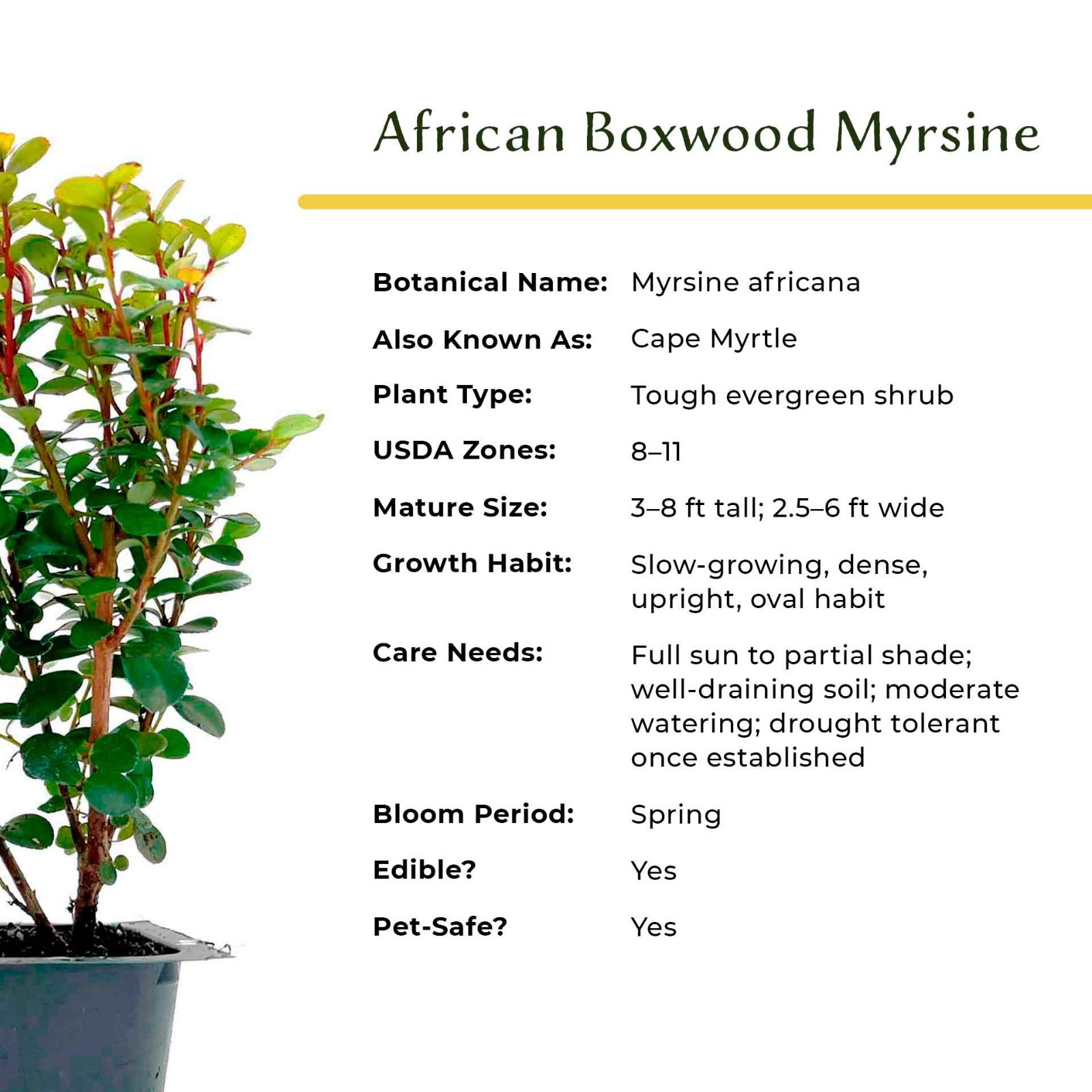 African Boxwood Myrsine (Myrsine africana) in 2.5” Nursery Cubes, Live Shrubs