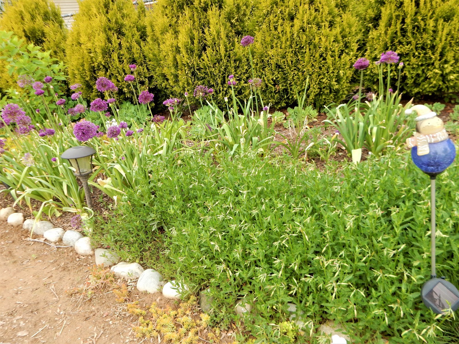 BUY 3 GET 1 FREE – Showy Pink Evening Primrose (Oenothera Speciosa) – 10 Plants