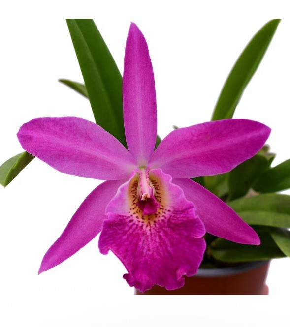 Rhynchobrassoleya Rubi Purple Red Medium BS Orchid Hybrid 3” Pot New Division