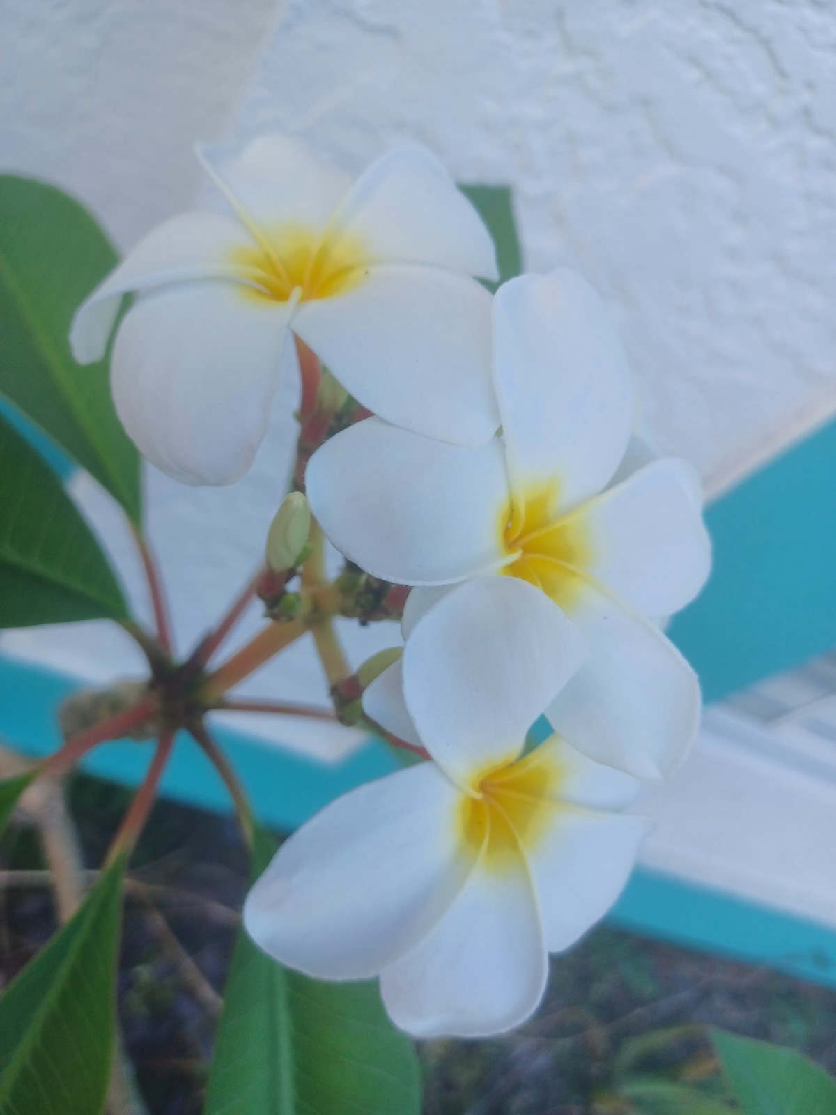 Mystery Plumeria Cuttings