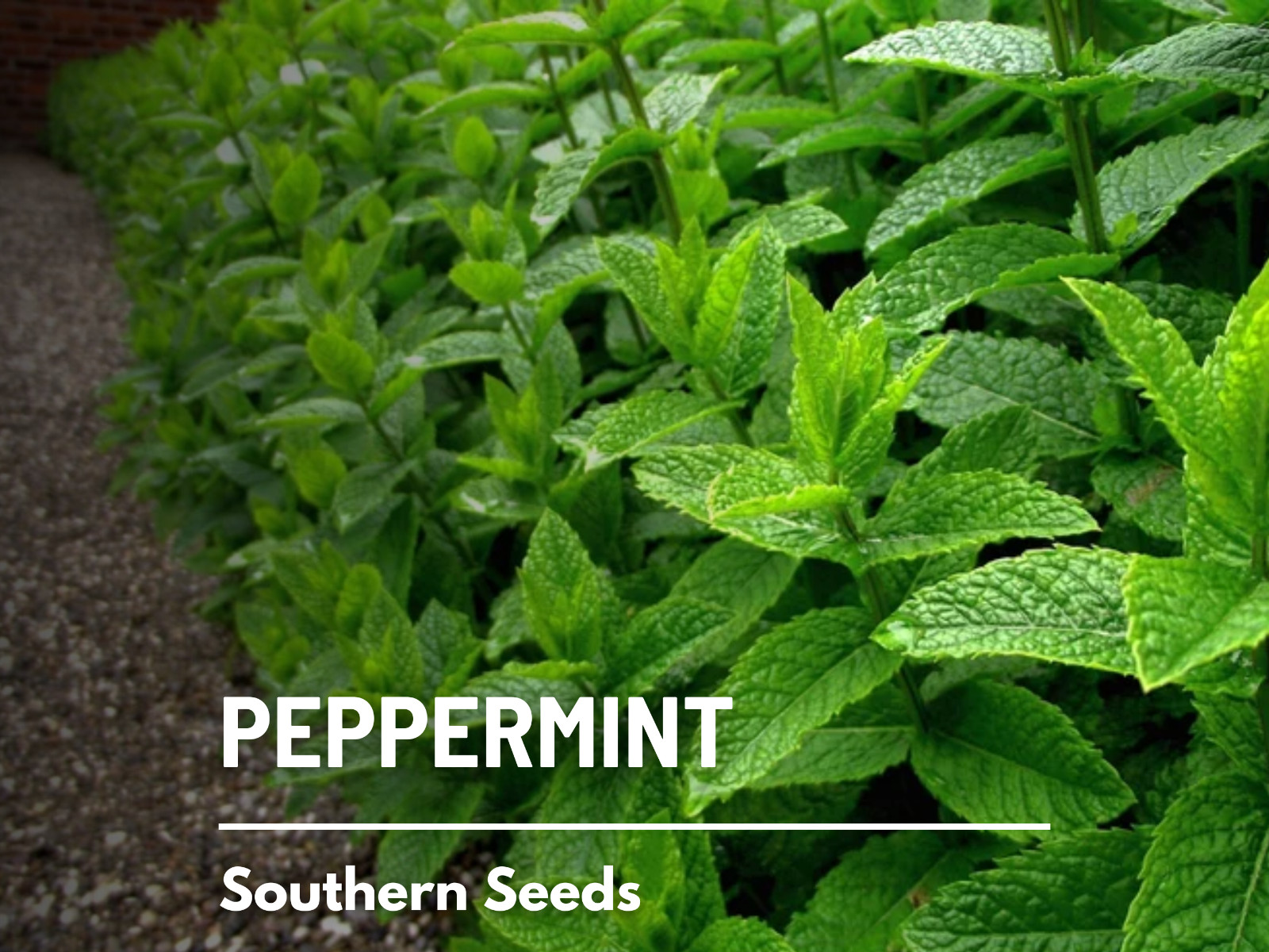 Peppermint – 100 Seeds – Medicinal & Culinary Herb – GMO Free (Mentha Piperita)