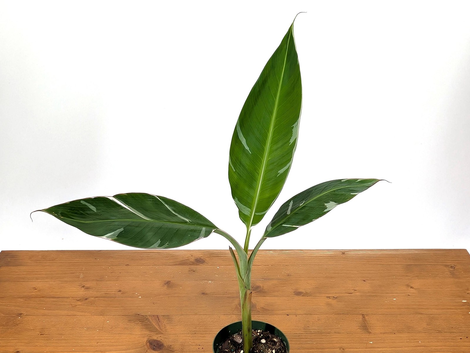 Variegated Banana Musa Florida – Grows Edible Fruit – Variegated Bananas! Can