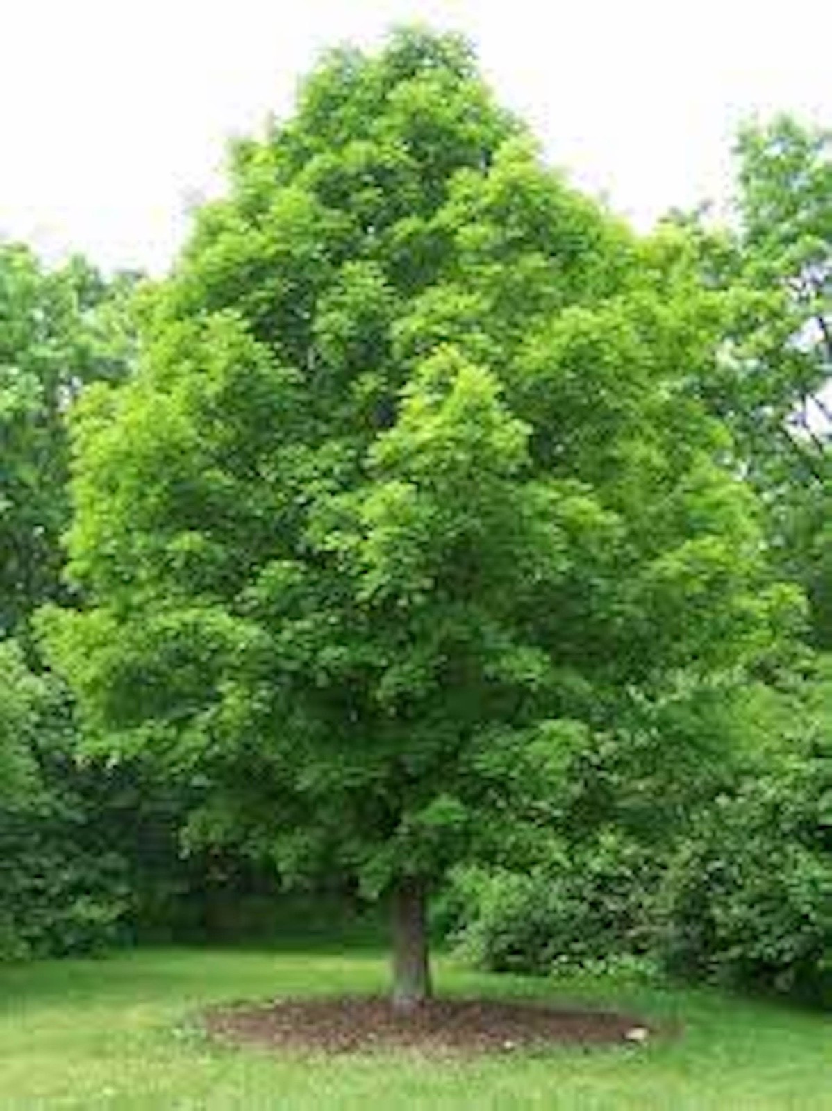1 Sugar Maple Tree 12-24″ Tall Acer saccharum Hard Maple Bare Root