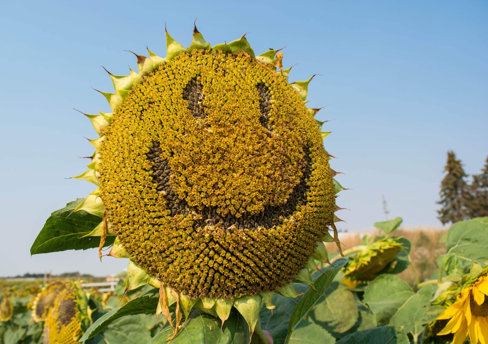 10 Early MAMMOTH RUSSIAN SUNFLOWER Helianthus Annuus Flower Seeds