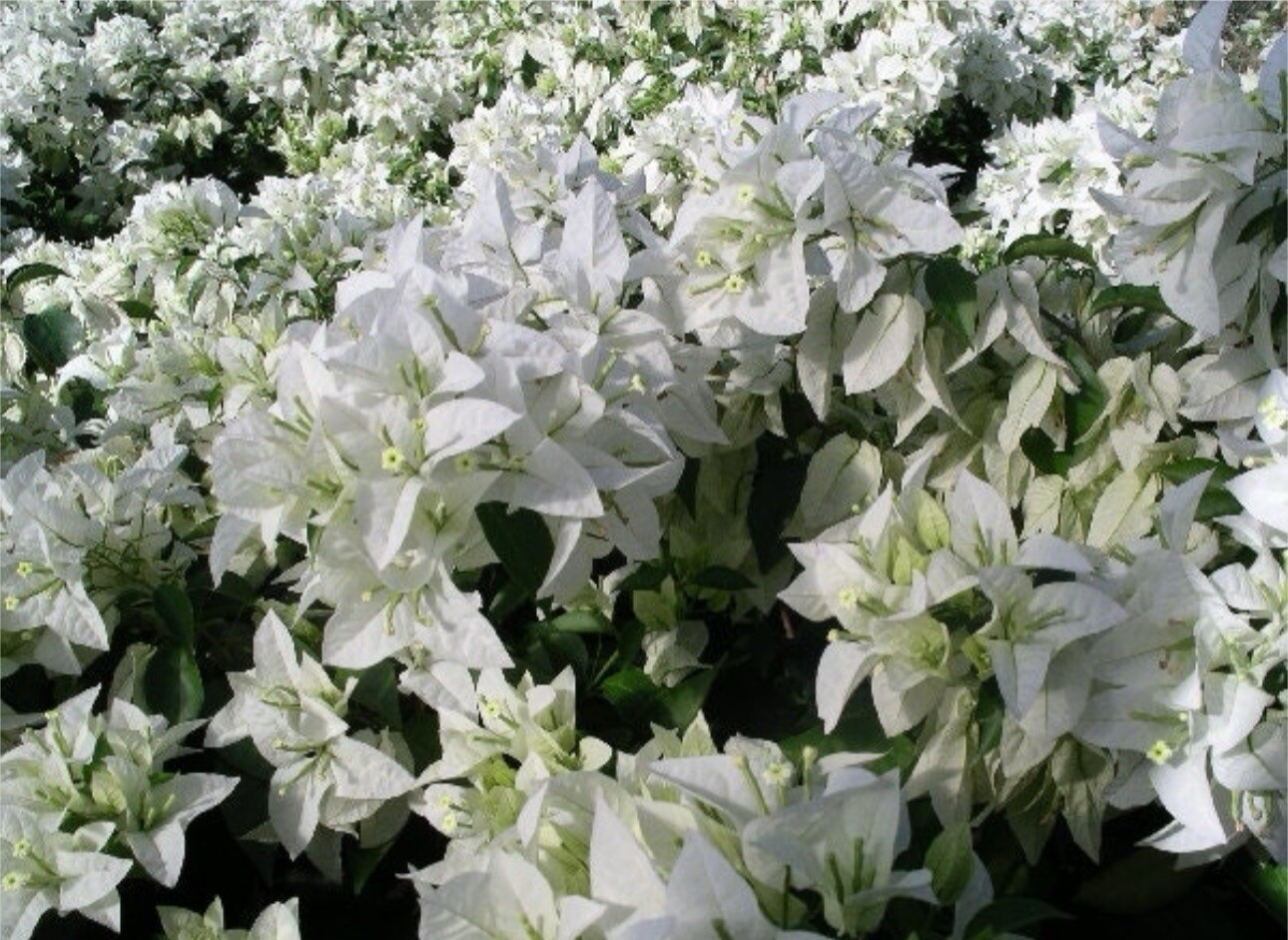 4” Pot of MAUNA KEA Live Rooted Bougainvillea Plant-Height & Fullness Varies