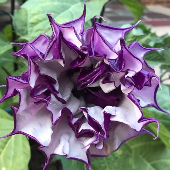 Double Purple Queen Datura Metel Devil’s Trumpet 20 Seeds Freshly Collected