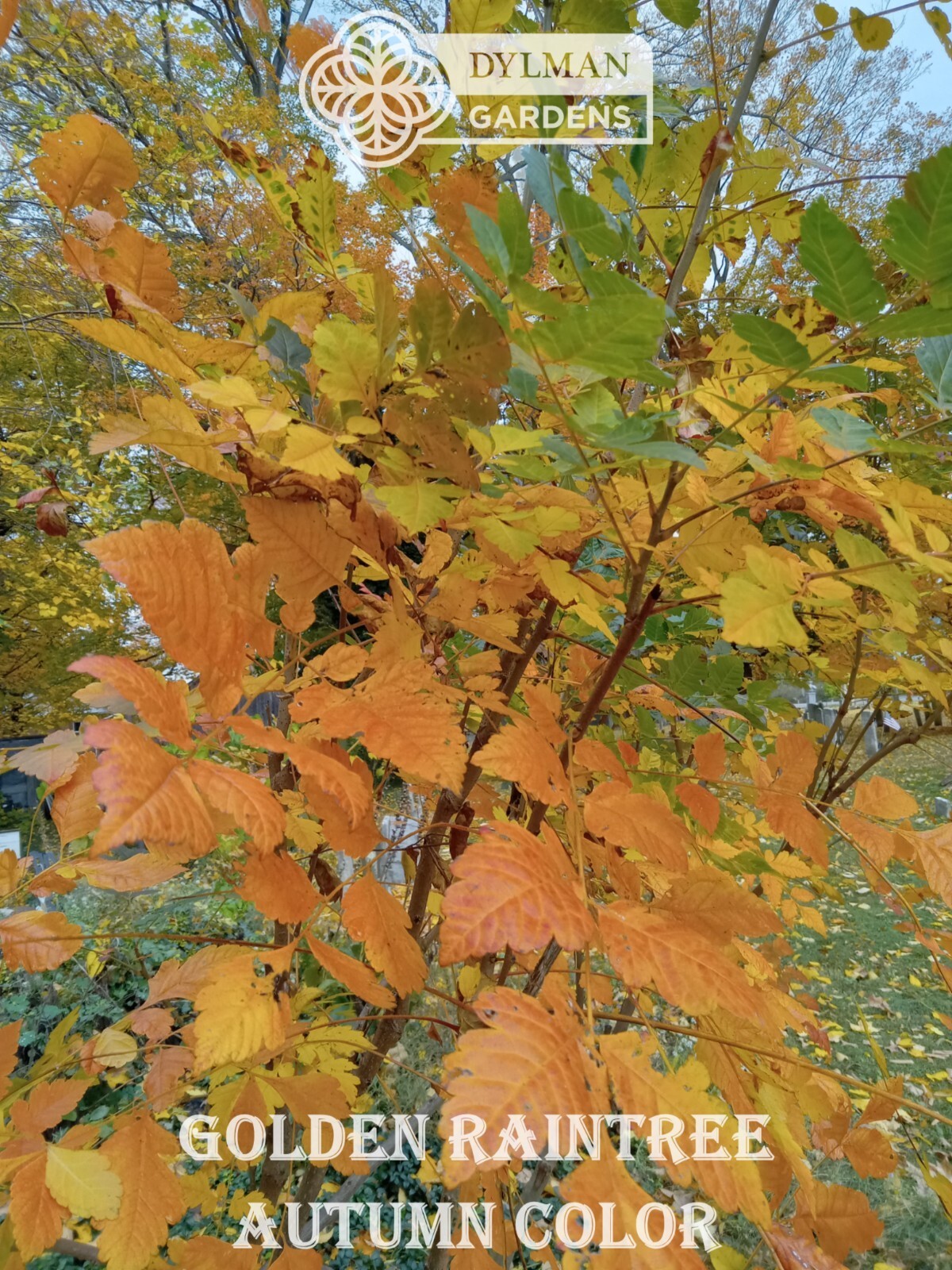 Golden Rain Tree (Koelreuteria paniculata) Bee-friendly Tree – Multiple Sizes
